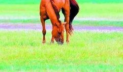 轻轻草在线观看,在线观看，感受诗意生活的魅力